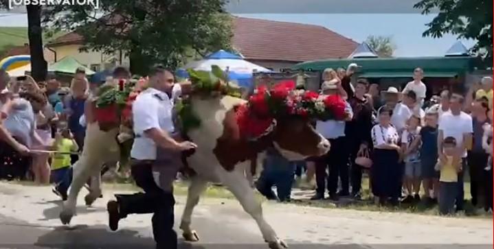 Panică la un festival din Cluj, după ce un bou a atacat un bărbat 773177