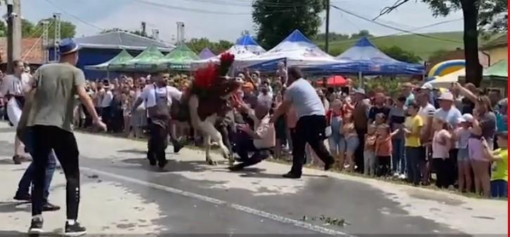 Panică la un festival din Cluj, după ce un bou a atacat un bărbat 773178