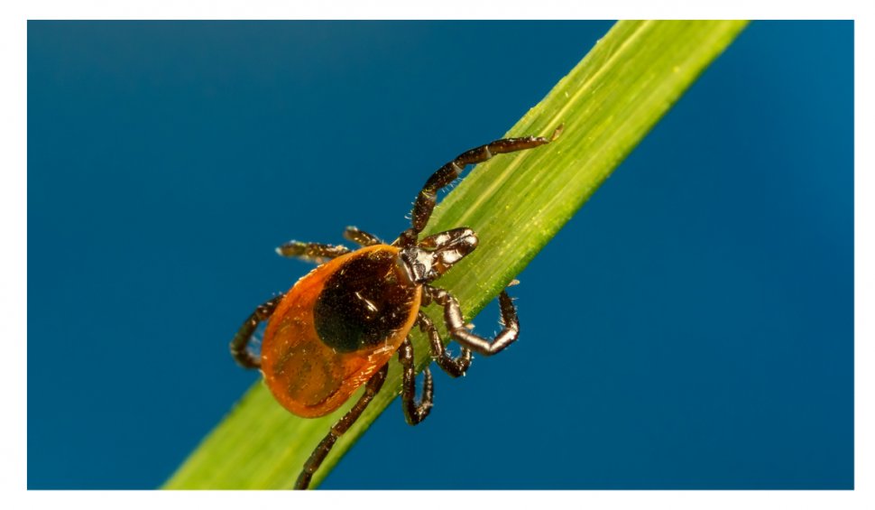 Peste 14% din populația lumii a avut boala Lyme