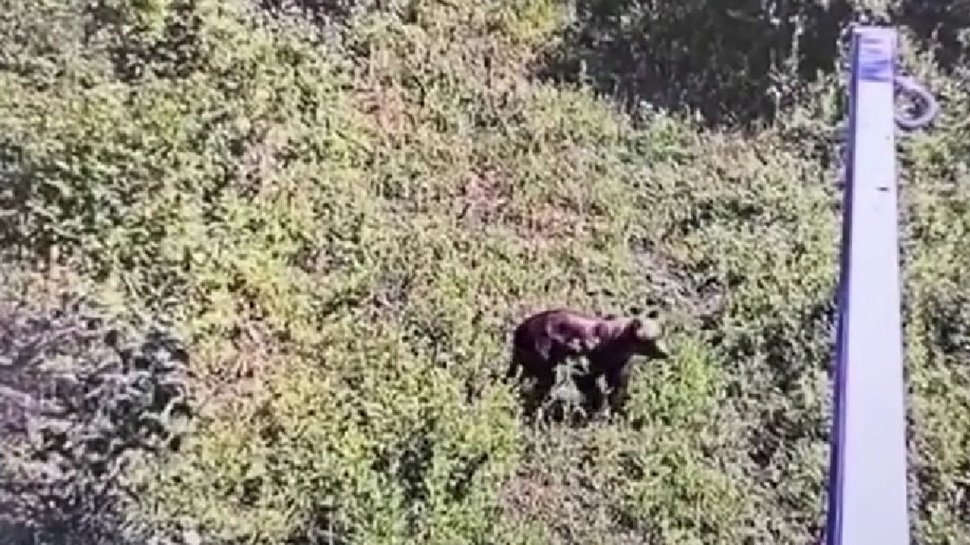 Alertă lângă Capitală! Un urs este căutat în pădurea Snagov