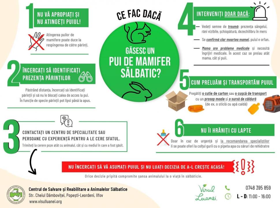 Mesajul viral al unui veterinar, pentru cei care cred că ajută animale sălbatice dar, de fapt, le fac rău: "NU ați înțeles bine, el nu vă implora să îl salvați, ci să îl lăsați în pace" 774236