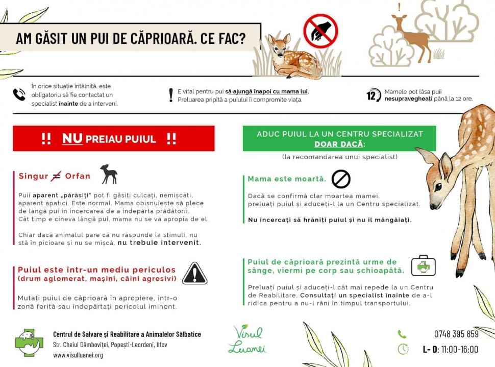 Mesajul viral al unui veterinar, pentru cei care cred că ajută animale sălbatice dar, de fapt, le fac rău: "NU ați înțeles bine, el nu vă implora să îl salvați, ci să îl lăsați în pace" 774237