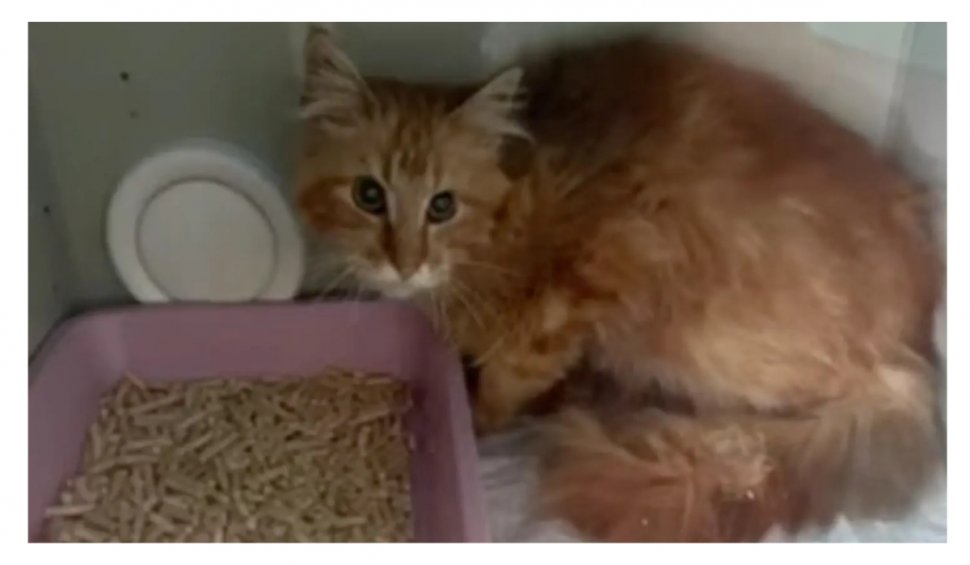 O femeie a fost mâncată de cele 20 de pisici din casă, după ce a căzut și a murit, în Rusia