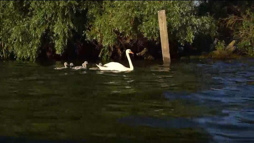 Locuri neştiute din Delta Dunării. De ce vor turiştii să vadă marea cu nuferi, zonele sălbatice sau pe cele misterioase 774323