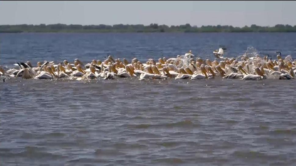 Locuri neştiute din Delta Dunării. De ce vor turiştii să vadă marea cu nuferi, zonele sălbatice sau pe cele misterioase 774336