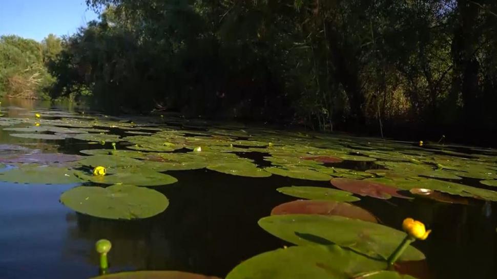Locuri neştiute din Delta Dunării. De ce vor turiştii să vadă marea cu nuferi, zonele sălbatice sau pe cele misterioase 774337
