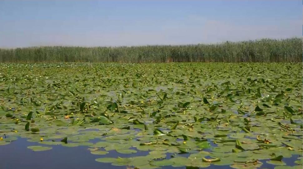 Locuri neştiute din Delta Dunării. De ce vor turiştii să vadă marea cu nuferi, zonele sălbatice sau pe cele misterioase 774338