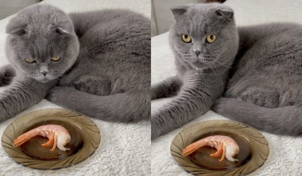 Reacția unei pisici atunci când miroase un crevete, virală pe internet. A strâns milioane de aprecieri: "N-am mai văzut așa ceva"