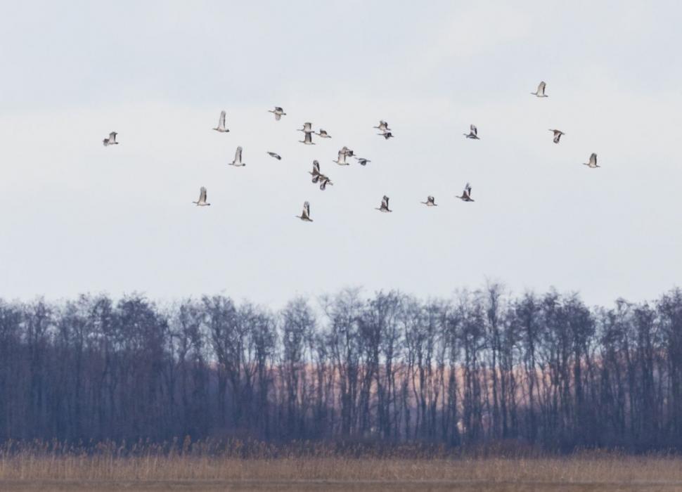 Premieră în România! 6 km de linie electrică îngropată, ca măsură de protejare a dropiilor 775535