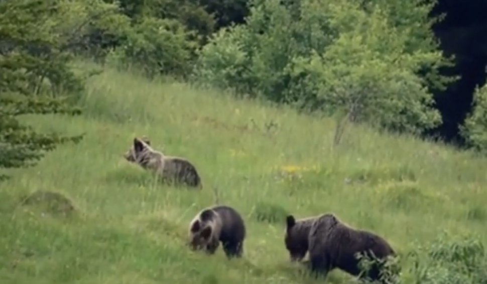 Ursuleți haioși, surprinși în timp ce caută hrană și se joacă, într-o poiană din Masivul Parâng