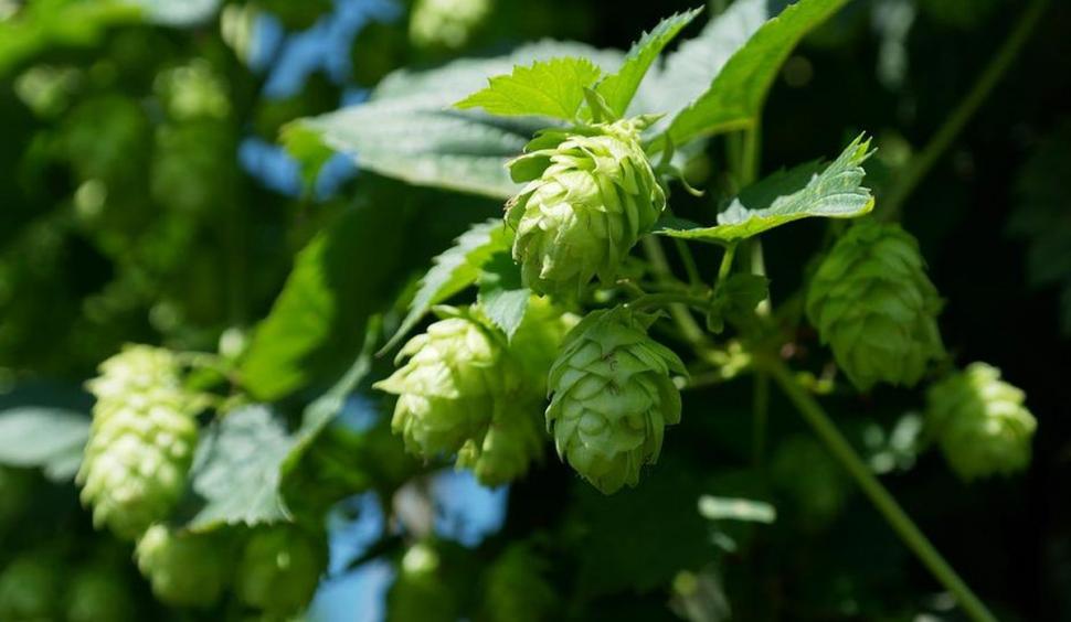 Băutura de 2 lei care înmulţeşte bacteriile bune din organism. Medic: "Este neuro-protectoare şi antioxidantă" 776182