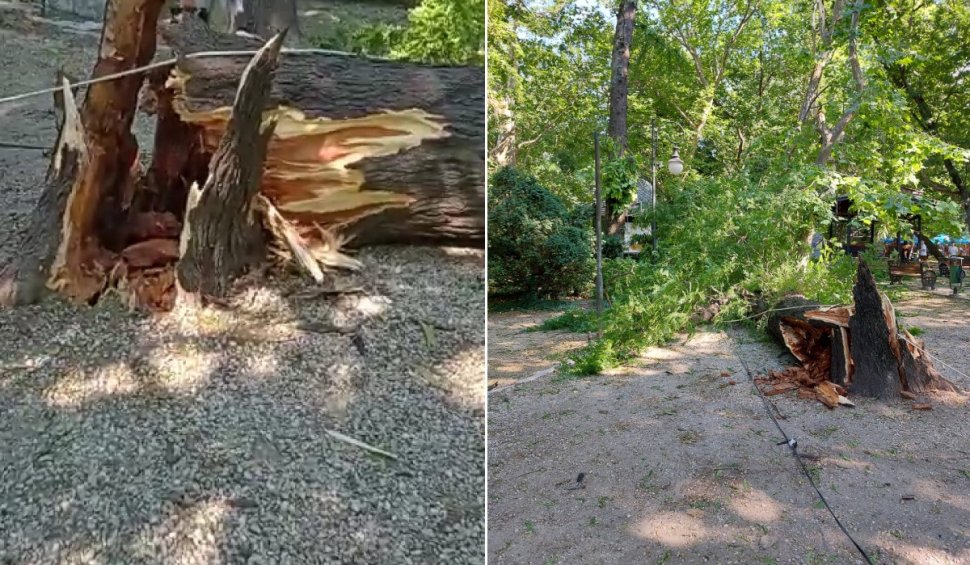 Un copac de peste 10 metri înălțime s-a rupt de la rădăcină și a căzut peste un loc de joacă din Cișmigiu, în Capitală