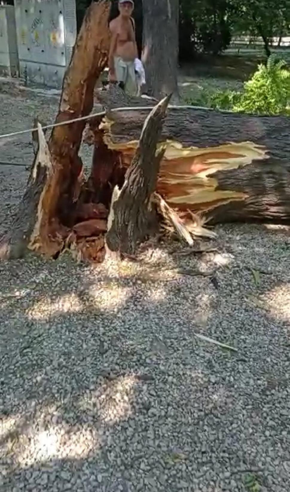 Un copac de peste 10 metri înălțime s-a rupt de la rădăcină și a căzut peste un loc de joacă din Cișmigiu, în Capitală 775970