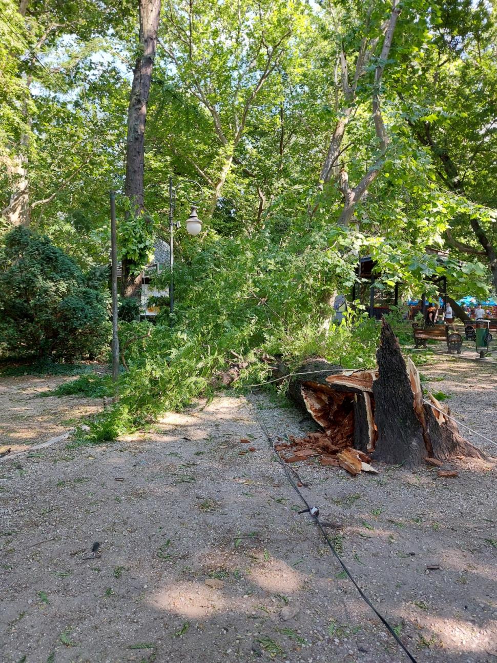 Un copac de peste 10 metri înălțime s-a rupt de la rădăcină și a căzut peste un loc de joacă din Cișmigiu, în Capitală 775971