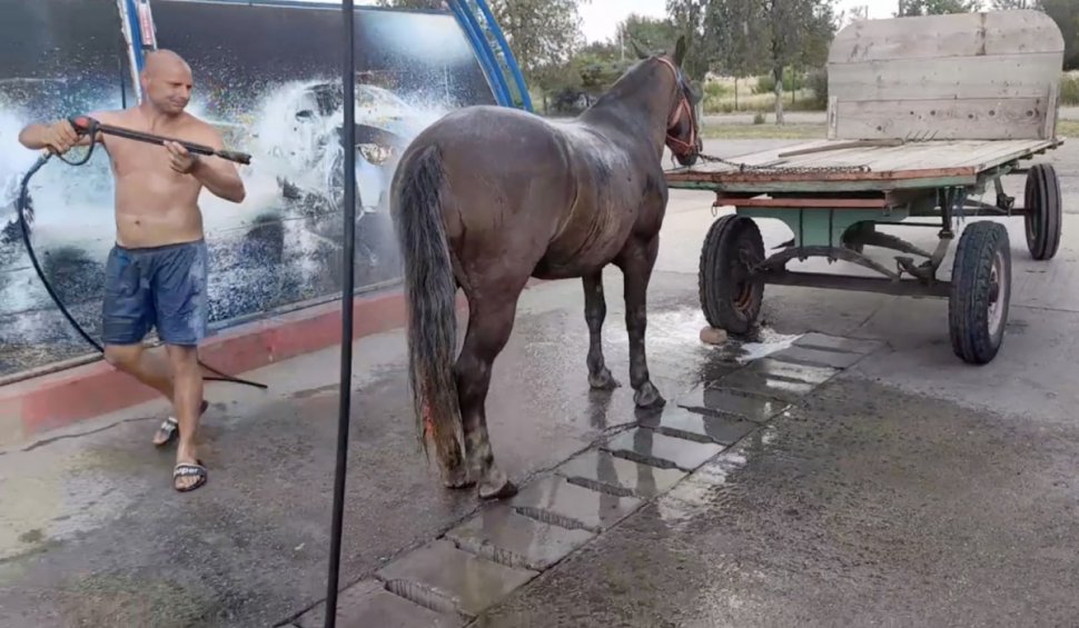 Momentul în care un bărbat din Timiș își spală calul la o spălătorie auto. Imaginile au ajuns virale