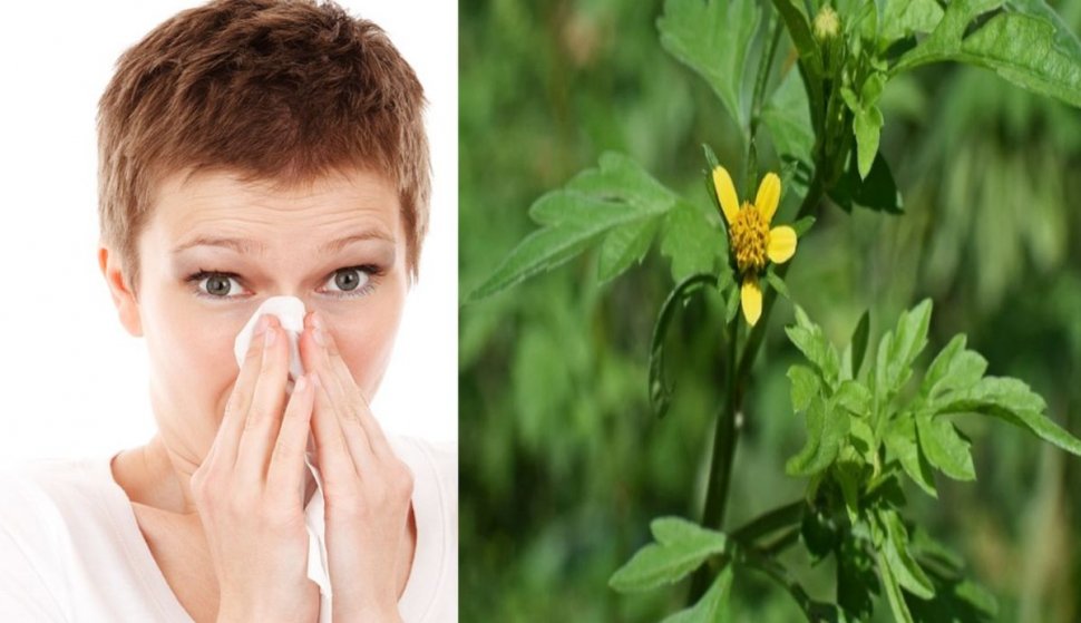 Cum ne ferim de reacţii alergice periculoase în sezonul ambroziei. Recomandările specialiștilor