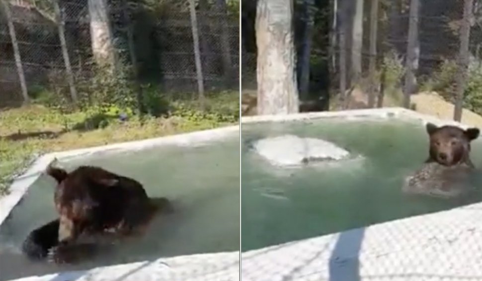 Ursul Baloo, mascota stațiunii Straja, surprins în timp ce se bălăcește într-un bazin pentru a scăpa de căldură