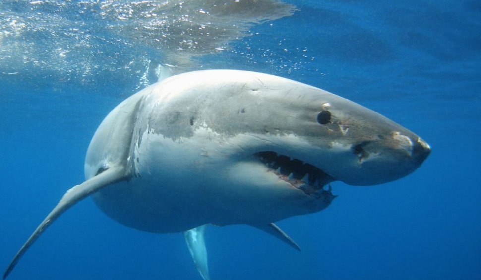 Plaje închise în Egipt, după ce o turistă româncă şi una austriacă au fost ucise de rechini, în Marea Roșie