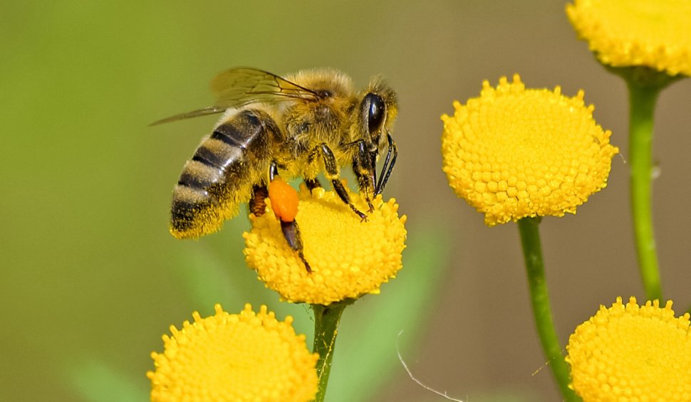 Australia extermină milioane de albine | Care este motivul