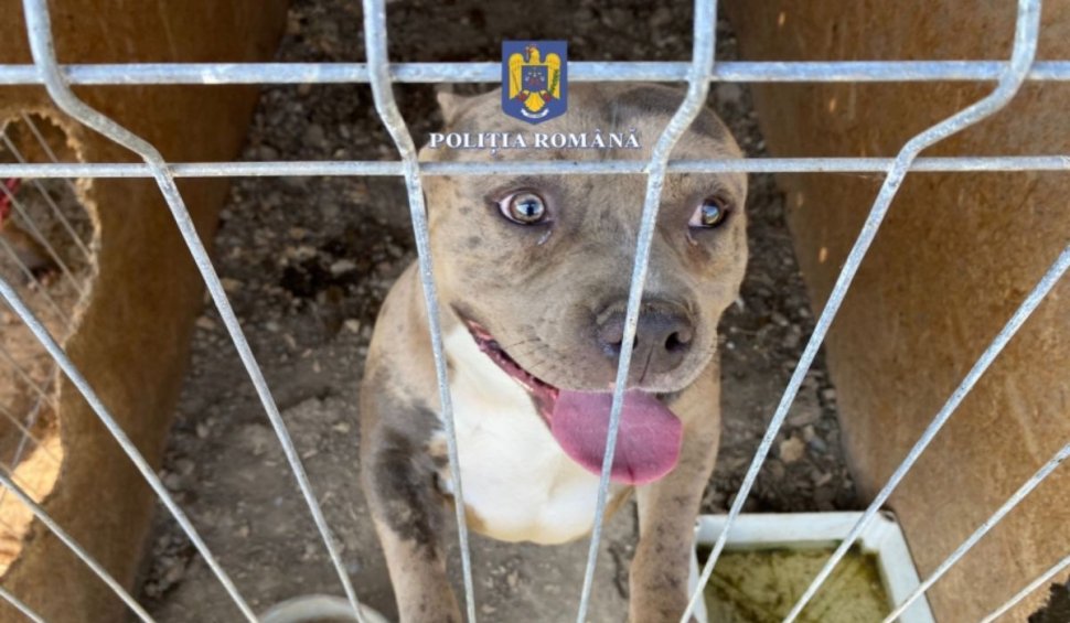 Crescătorie ilegală de câini, descoperită de poliţişti în Fărcaşa | Animalele erau chinuite înainte de a fi vândute
