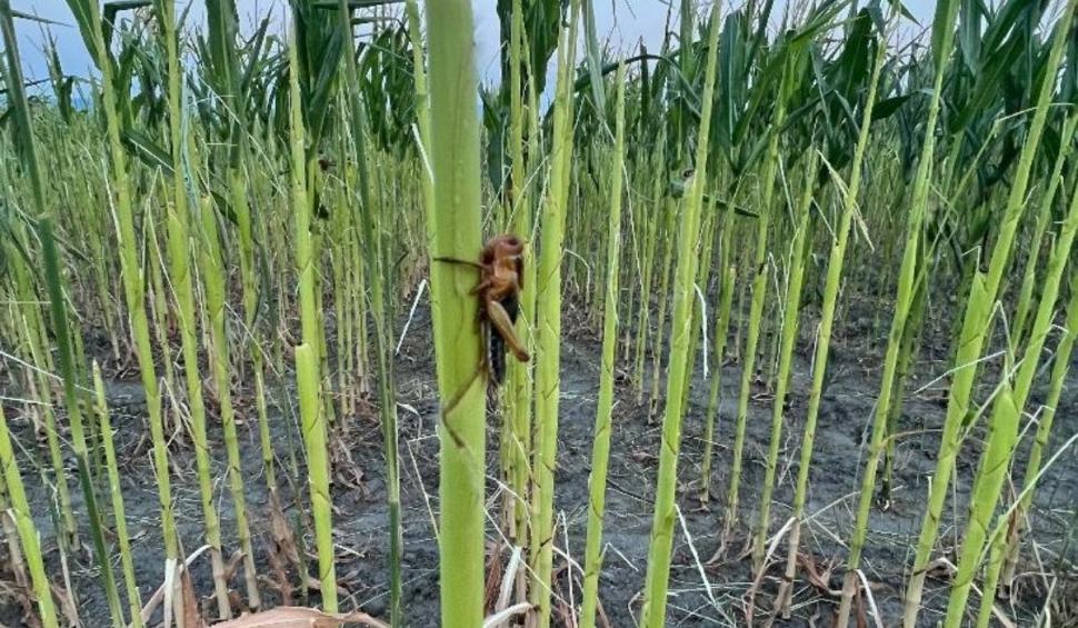 Invazie de lăcuste pe 300 de hectare de culturi în Tulcea: "Exact asta mai lipsea. Sună a molimă biblică" 777719