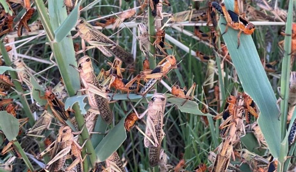 Invazie de lăcuste pe 300 de hectare de culturi în Tulcea: "Exact asta mai lipsea. Sună a molimă biblică" 777720