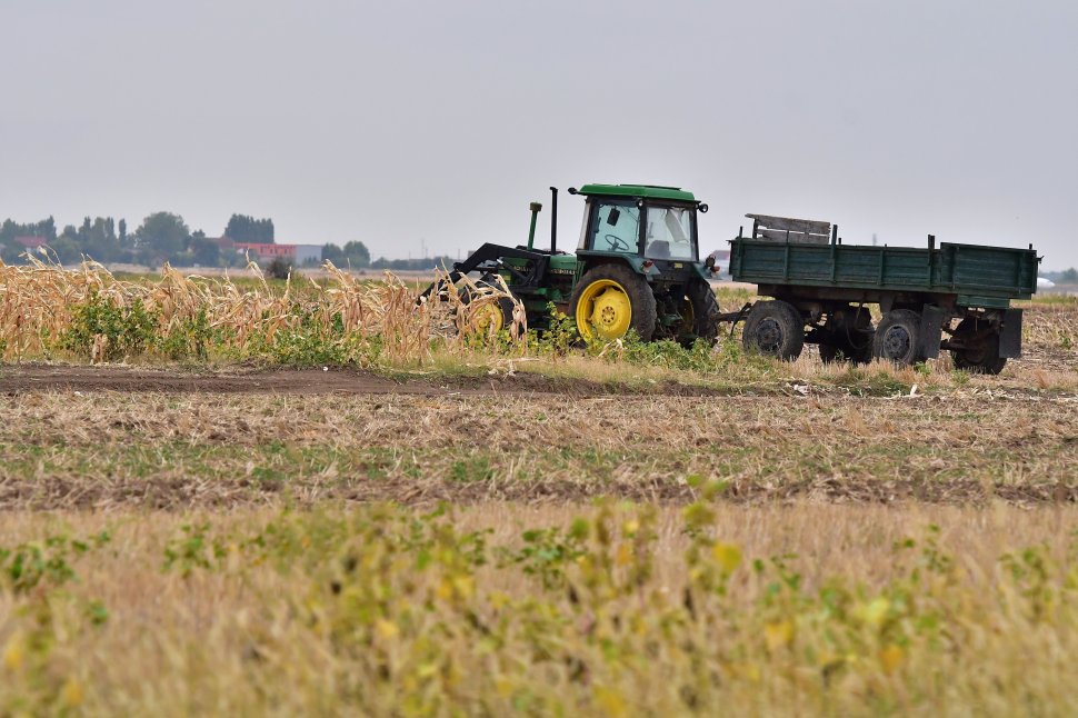 70% din suprafaţa României, răpusă de secetă | Cultura de porumb este cea mai afectată 