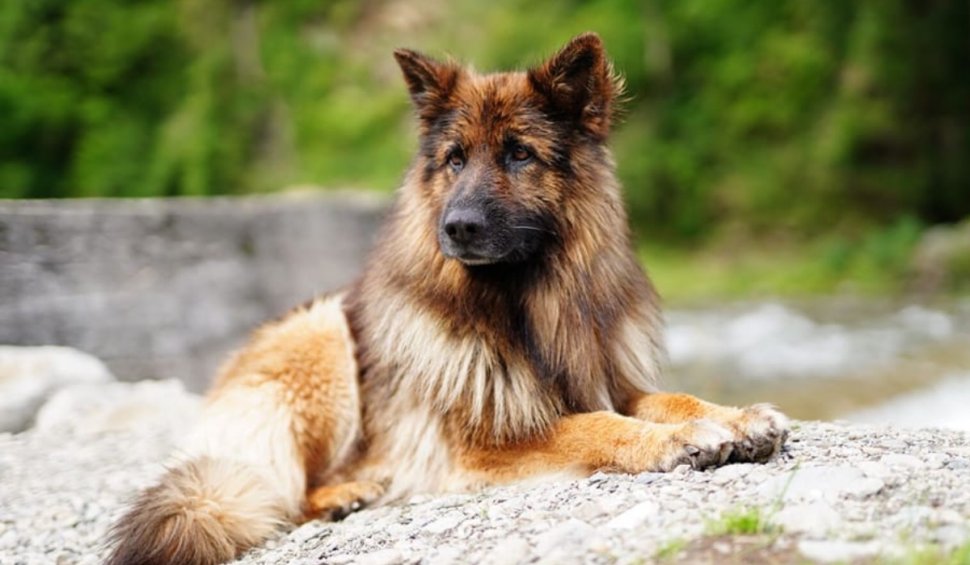 A murit Haiduc, câinele care a salvat oameni din avalanșe în opt ani de misiuni la Salvamont Argeş: "Era cel mai frumos, jucăuș, deștept"