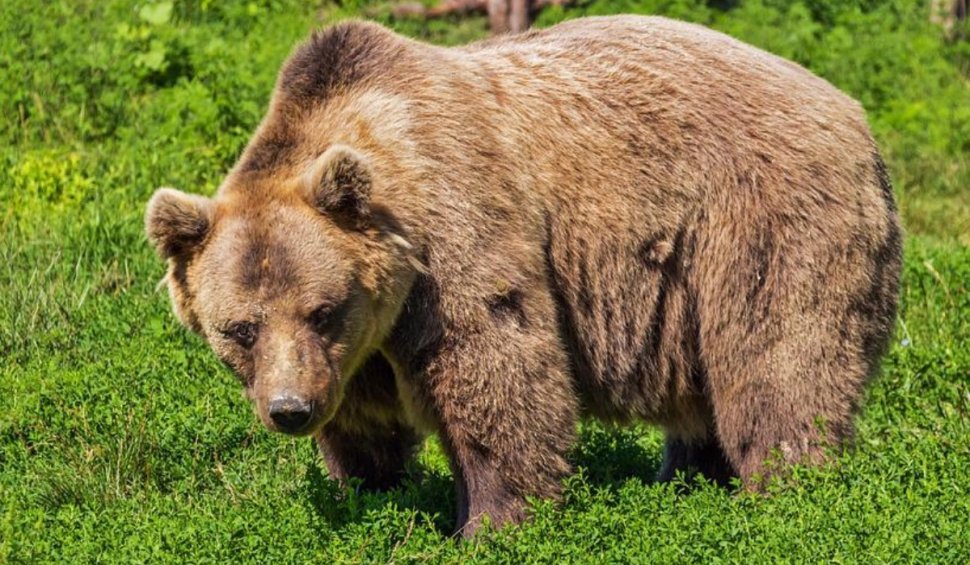 Doi frați, de 14 și 23 de ani, au fost atacați și răniți de urs în timp ce pășteau oile, în Lepșa, județul Vrancea