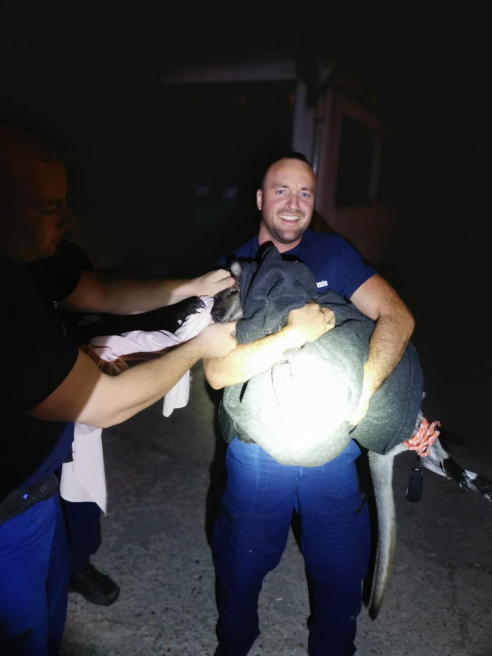 Polițiștii maghiari au fugărit un cangur pe străzile din Budapesta. Au reușit să îl prindă cu o pătură 778239