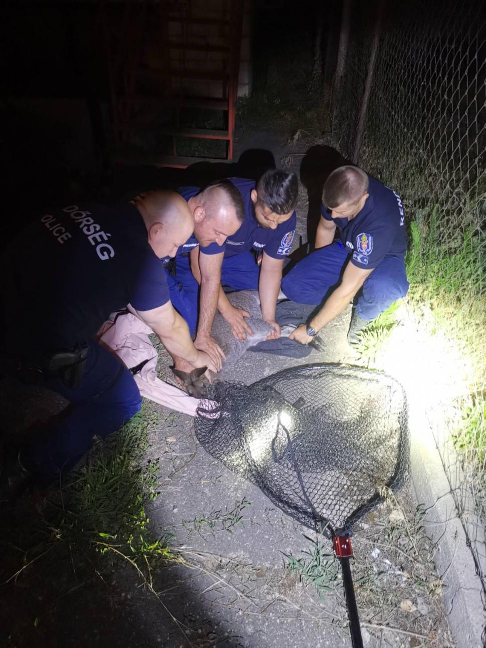 Polițiștii maghiari au fugărit un cangur pe străzile din Budapesta. Au reușit să îl prindă cu o pătură 778241