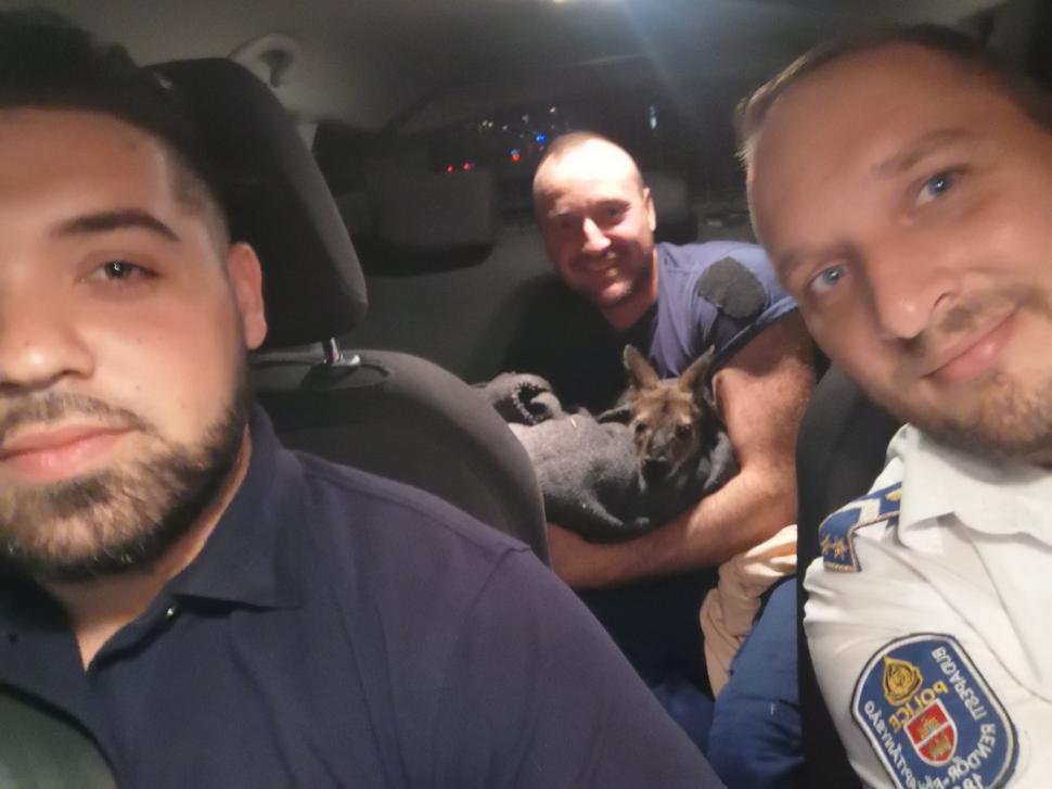 Polițiștii maghiari au fugărit un cangur pe străzile din Budapesta. Au reușit să îl prindă cu o pătură 778242