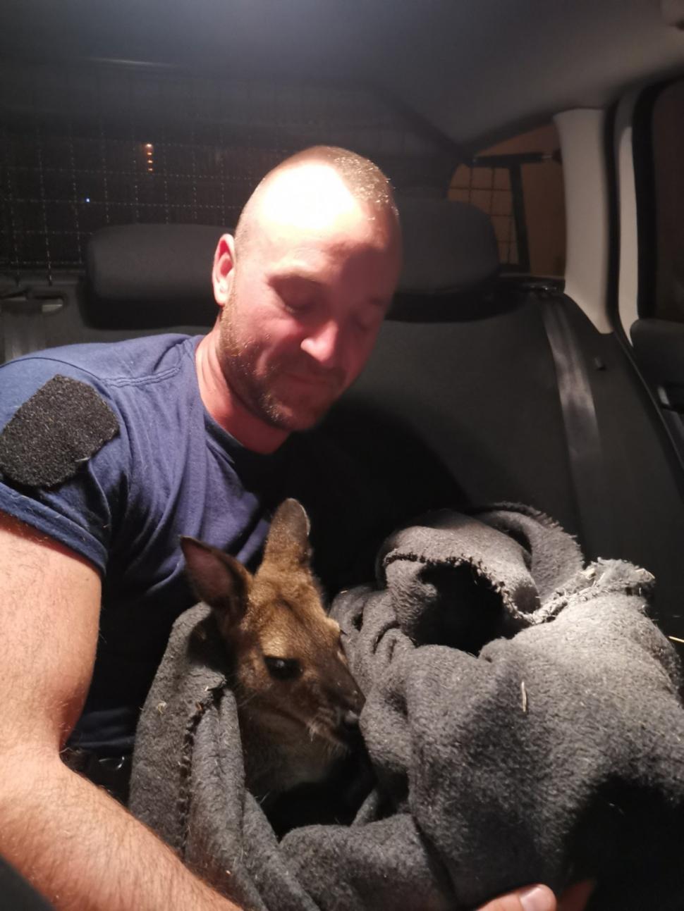 Polițiștii maghiari au fugărit un cangur pe străzile din Budapesta. Au reușit să îl prindă cu o pătură 778243