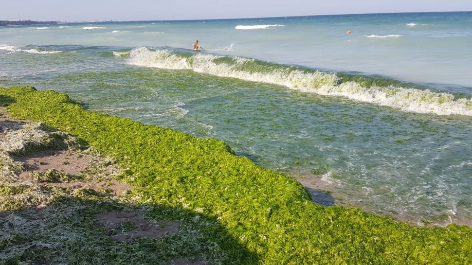 "Marea verde" de la Marea Neagră. Sute de tone de alge s-au strâns în sudul litoralului