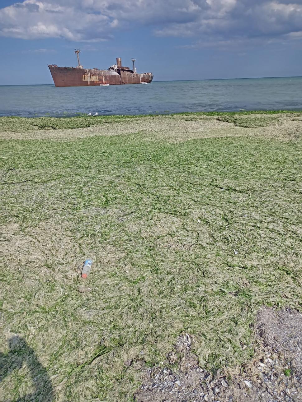 "Marea verde" de la Marea Neagră. Sute de tone de alge s-au strâns în sudul litoralului 778526