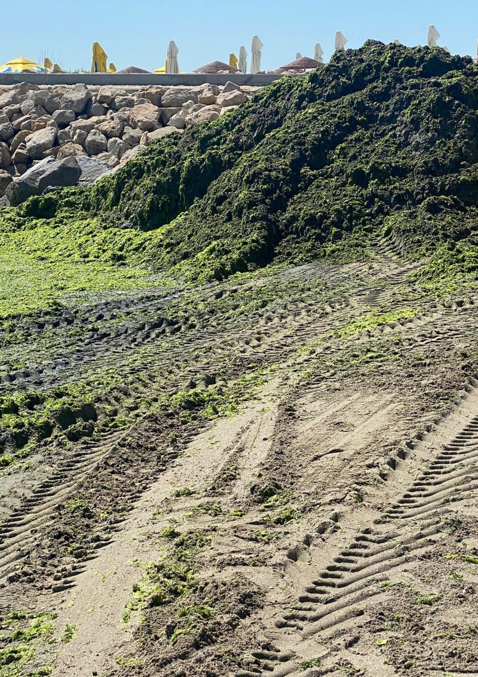 "Marea verde" de la Marea Neagră. Sute de tone de alge s-au strâns în sudul litoralului 778527
