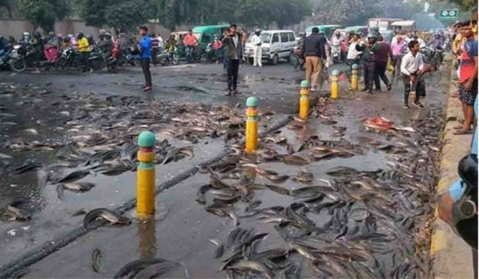 Într-un oraș din India ”a plouat” cu pești | Explicația specialiștilor