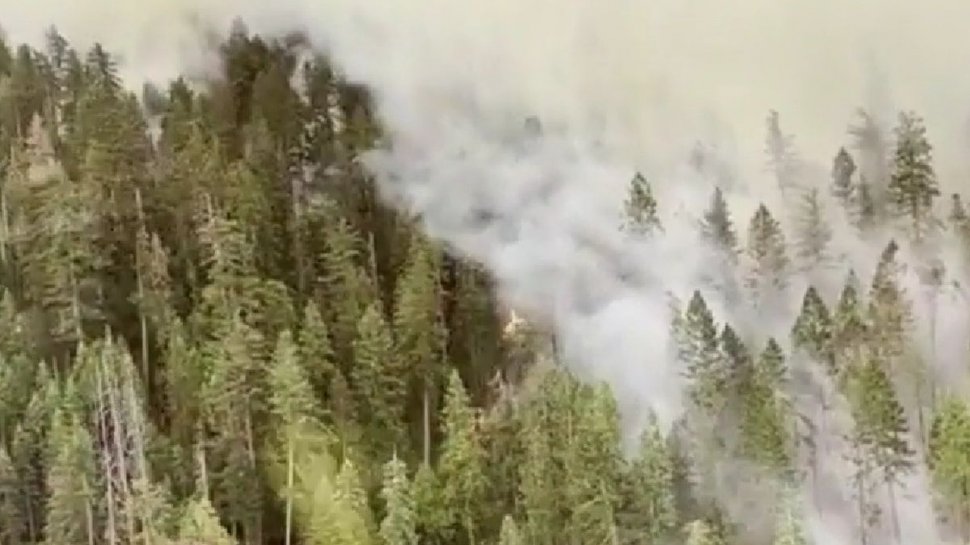 Pădurea cu cei mai înalţi copaci din lume, în pericol, din cauza unui incendiu