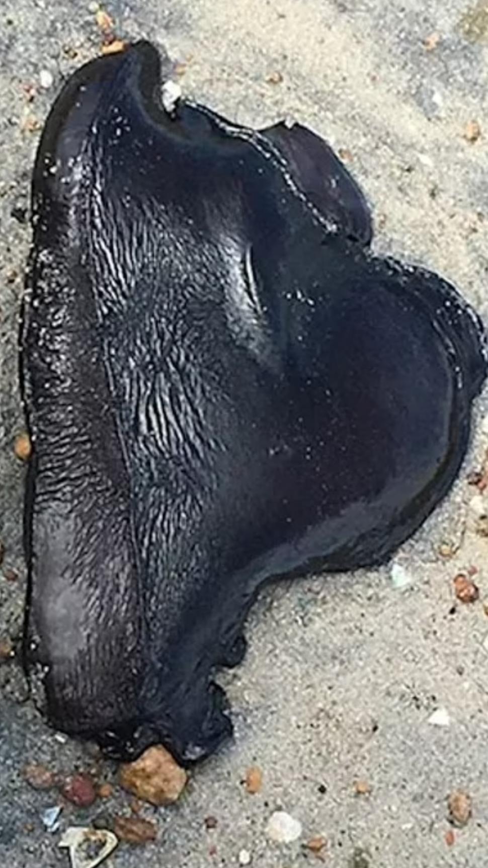 Creaturi verzi, care arată ca niște extratereștri, văzute pe o plajă din Australia 778794