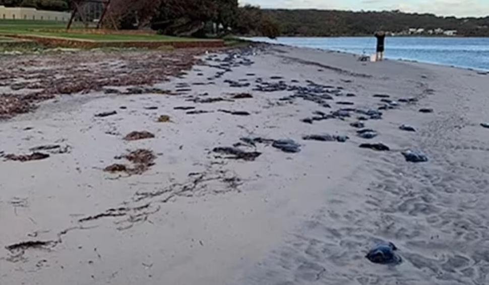 Creaturi verzi, care arată ca niște extratereștri, văzute pe o plajă din Australia 778796