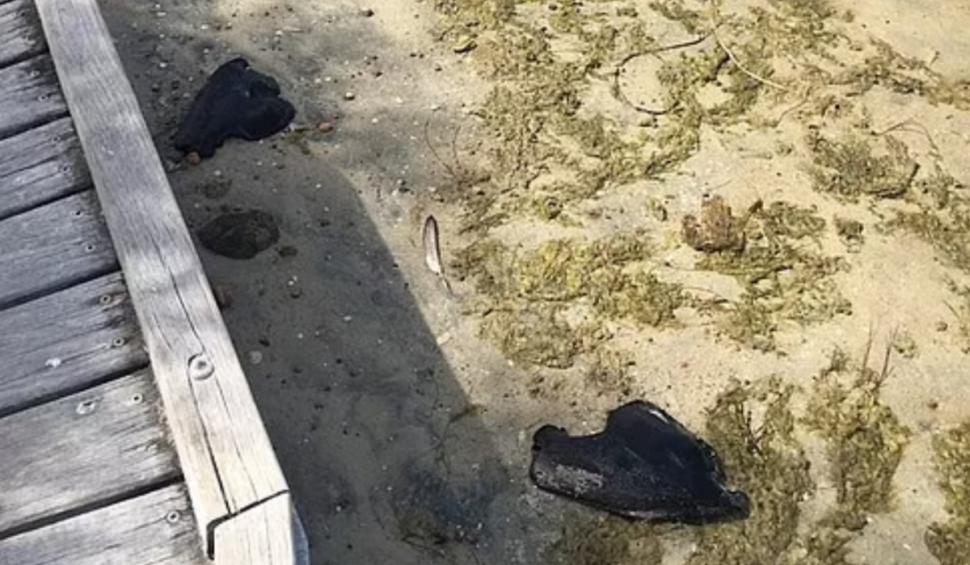 Creaturi verzi, care arată ca niște extratereștri, văzute pe o plajă din Australia 778797