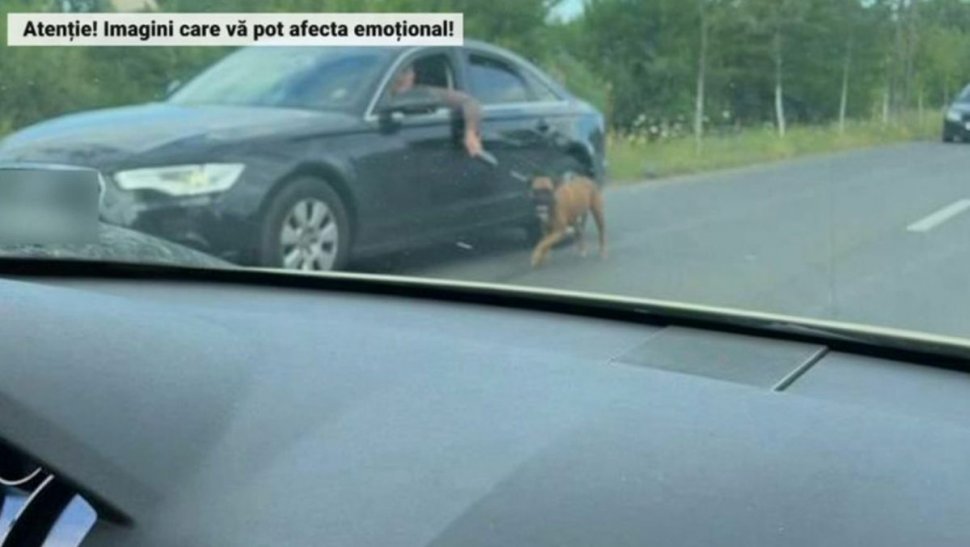 Câine chinuit de un șofer în trafic! Cruzime fără margini pe străzile din Timișoara