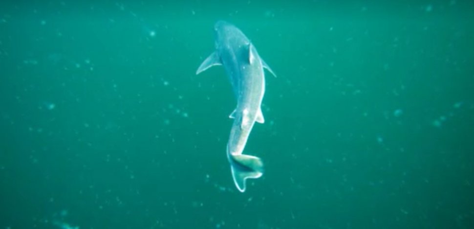 Când a fost văzut ultima oară rechinul din zona litoralului românesc. "Câinele de mare", pe cale de dispariţie