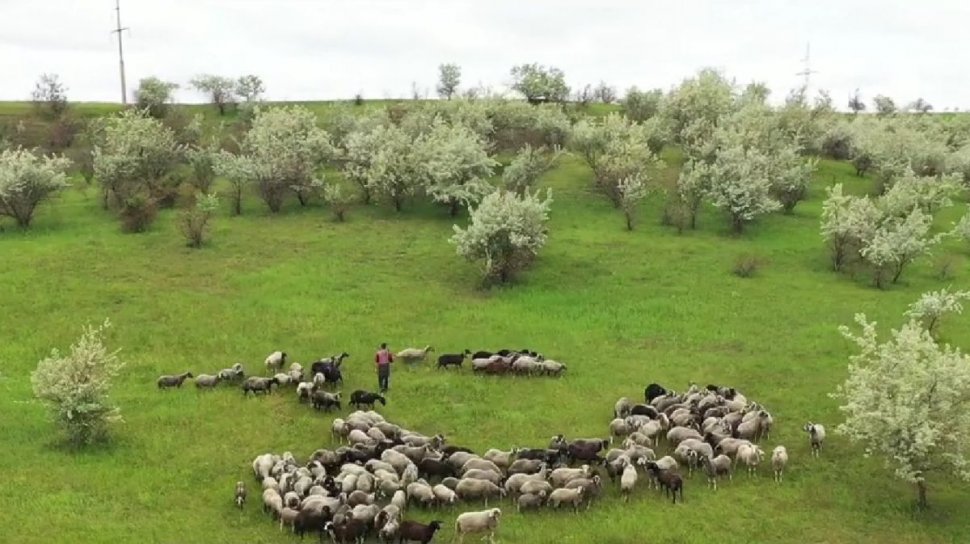 România, caut ciobani! Fermierii aduc oieri din Nepal, Sri Lanka şi Bangladesh