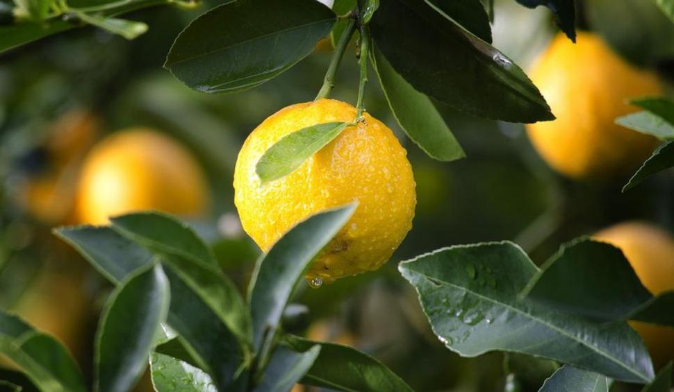 Băutura care te scapă de dureri de cap. Dr. Laura Ene: ”Se adaugă felii de fructe sau frunze de mentă” 779183