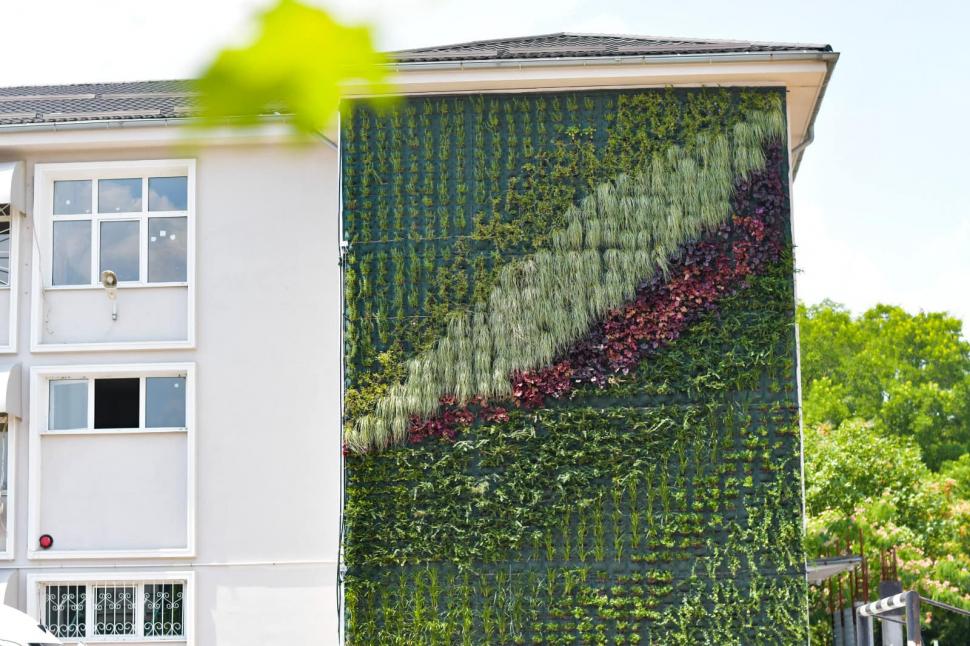 Blocurile noi din Craiova vor avea faţade din plante naturale | Imagini cu primul beneficiar al proiectului pilot 779410