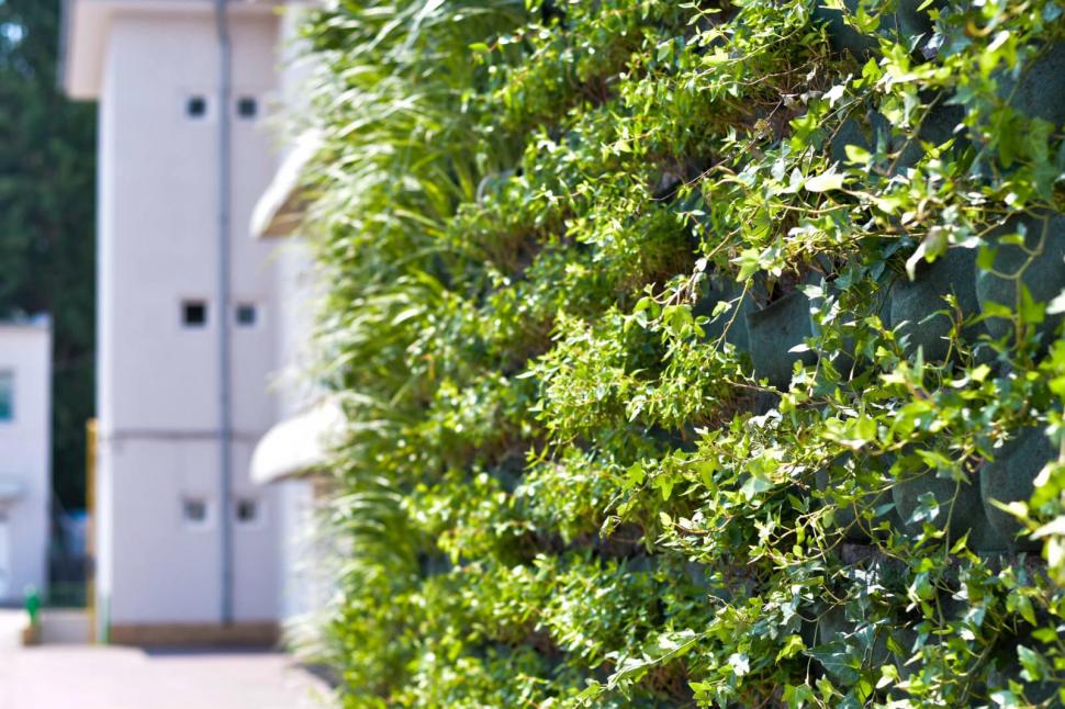 Blocurile noi din Craiova vor avea faţade din plante naturale | Imagini cu primul beneficiar al proiectului pilot 779412