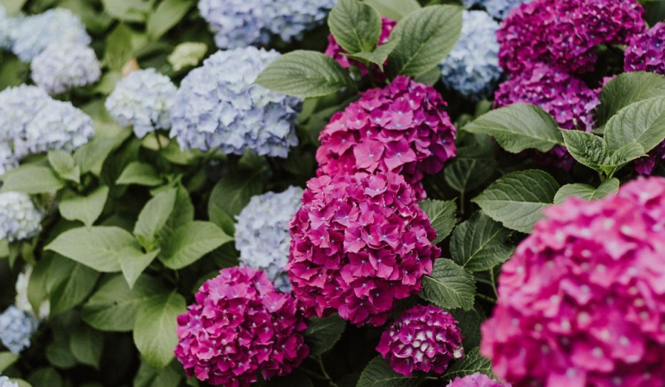 Cum să ai hortensii multicolore la tine în grădină 