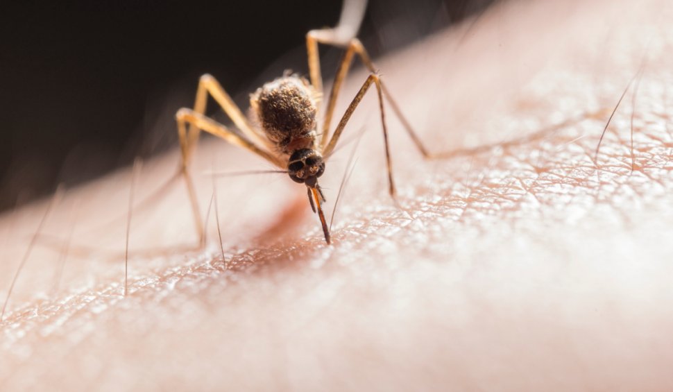 De ce unii oameni miros mai ”apetisant” pentru țânțari