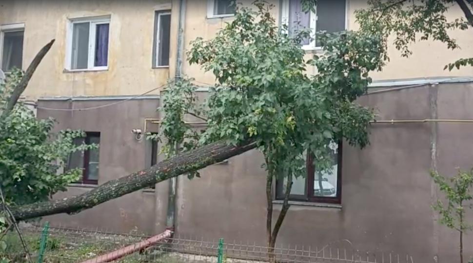 Vijelia a făcut prăpăd în București și Ilfov. Copaci rupți și stâlpi puși la pământ 779554